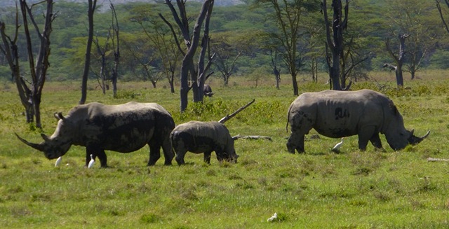 F Rhinos F Rhinos