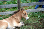 Lojsta Hed 26 juli 2010