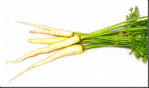 carrot white belgian