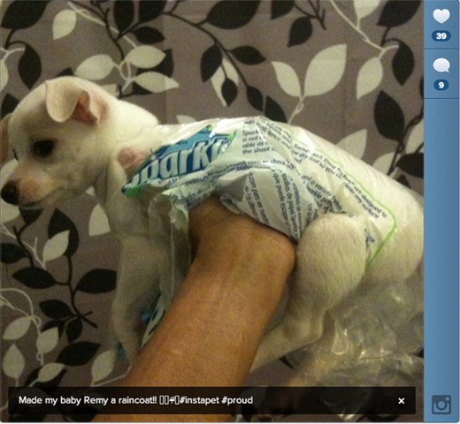 [hurricane-sandy-dogs-34%255B2%255D.jpg]