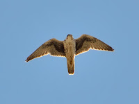 DSC_7180.jpg