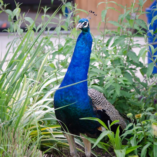 [zoo-45%255B10%255D.jpg]