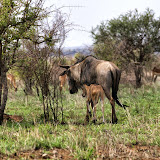 KrugerPart1 KrugerPart1