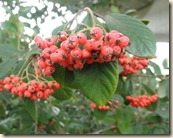 berries (1)