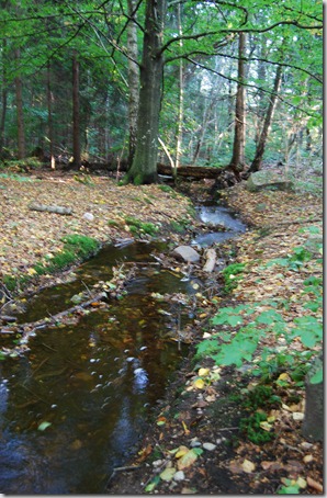 Tur i skogen sept 11 053