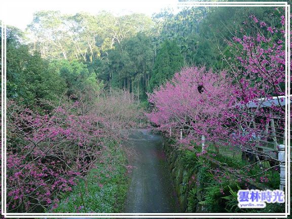 很美的櫻花