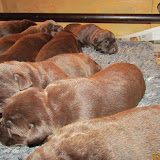 IMG_1159.JPG