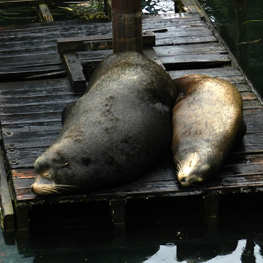 California.sea-lions.dscn9191