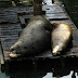 California.sea-lions.dscn9191