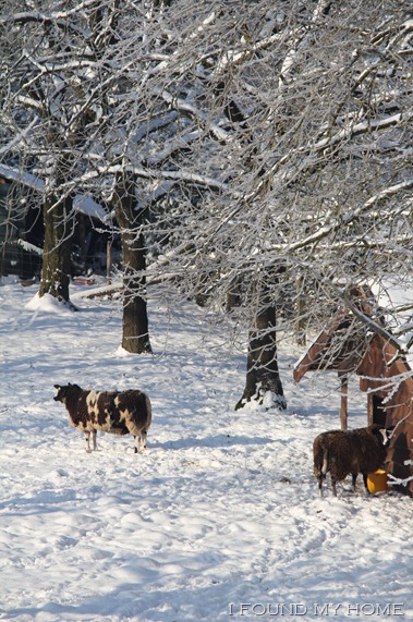 sneeuw Febr 2012 034 sneeuw Febr 2012 034