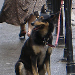 Another Polish dog
