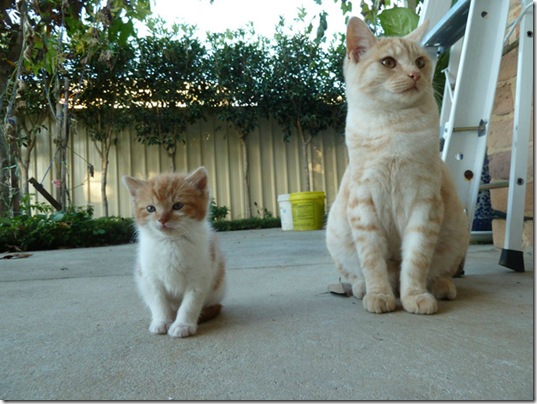animals-mini-me-16