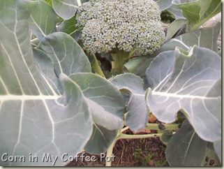 brusselsprouts-peas-broccoli 010