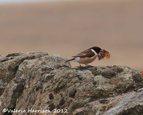 [46-stonechat-and-emperor%255B2%255D.jpg]