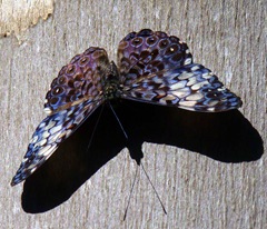 Cracker butterfly: Photo by Jill Staake