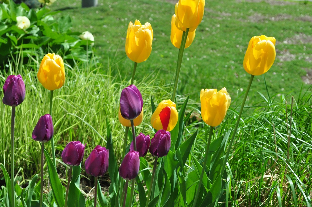 [DSC_96285.jpg]