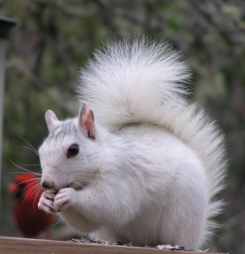 Baby White Squirrel