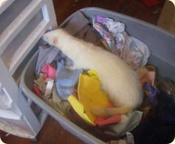 FashonableFerrets 038