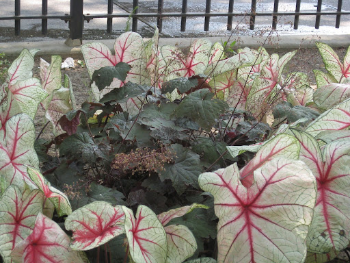 I like this combination of dark plum Heuchera and white and red caladium.