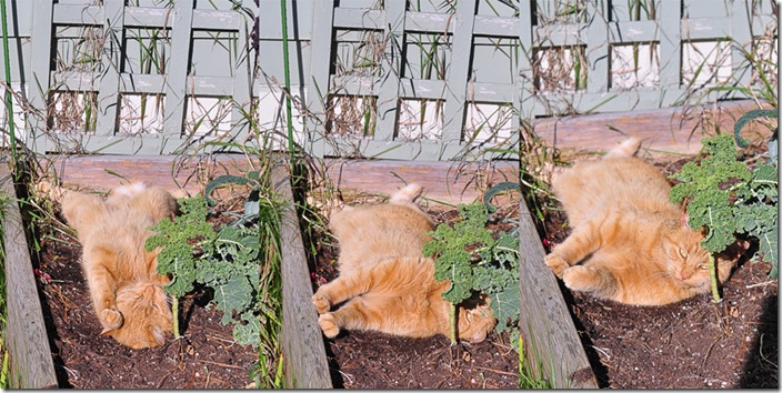 tigger_sunningLR tigger_sunningLR