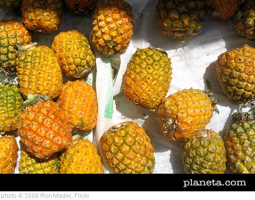 'Pineapple Wallpaper' photo (c) 2006, Ron Mader - license: http://creativecommons.org/licenses/by-nd/2.0/