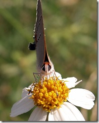 Gray Hairstreak