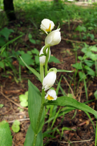 Cephalanthera%252520damasonium%25252c%252520berd%25252c%2525202011.06.12%252520%25252801%252529