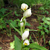 Cephalanthera%252520damasonium%25252c%252520berd%25252c%2525202011.06.12%252520%25252801%252529