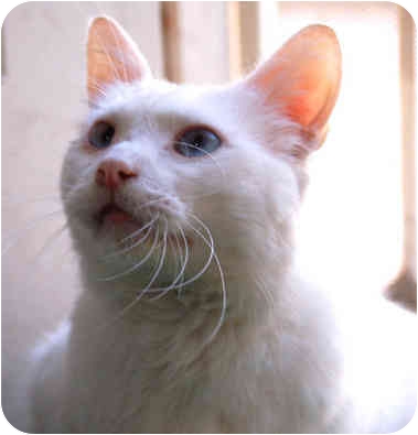 Billy - Stray Cat Alliance - Los Angeles.Billy is deaf and was found hit by a car not once but twice!He has fully recovered and simply wants a loving and safe home to call his own. He is super sweet and loves other kitties.(See the end of the post for Billy's adoption info.) Billy - Stray Cat Alliance - Los Angeles.Billy is deaf and was found hit by a car not once but twice!He has fully recovered and simply wants a loving and safe home to call his own. He is super sweet and loves other kitties.(See the end of the post for Billy's adoption info.)