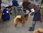 Wow!  I was picked winner for my class, Winner's Dog, and Best of Winners!  We make a great team, Jan!  I really worked hard and I know that you and Karen are proud of me!