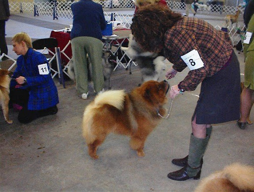 Wow! I was picked winner for my class, Winner's Dog, and Best of Winners! We make a great team, Jan! I really worked hard and I know that you and Karen are proud of me! Wow! I was picked winner for my class, Winner's Dog, and Best of Winners! We make a great team, Jan! I really worked hard and I know that you and Karen are proud of me!