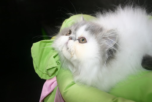 available persian