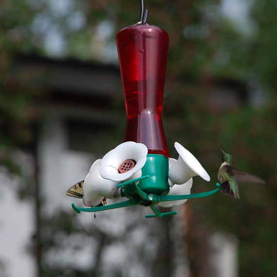 [Hummingbird%25206%255B2%255D.jpg]