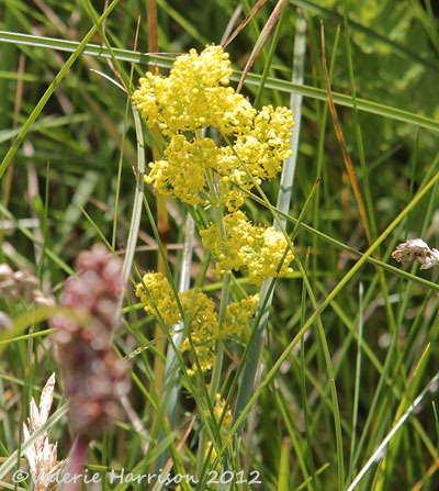 [32-Ladys-Bedstraw%255B2%255D.jpg]