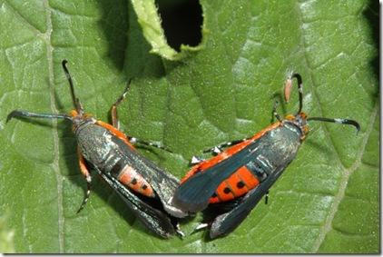 Squash vine borer moths