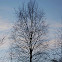 European White Birch