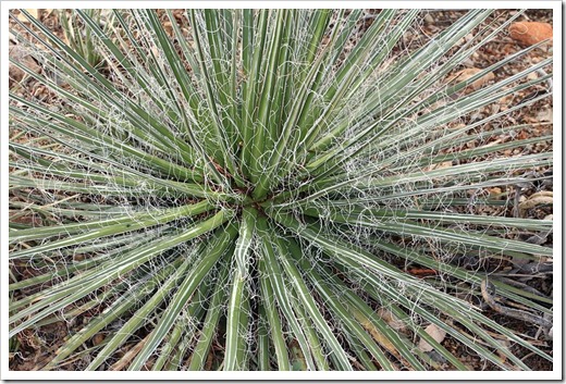 120728_ArizonaSonoraDesertMuseum_Agave-multifilifera_06