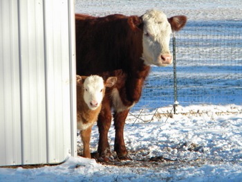 snow'11 134-2