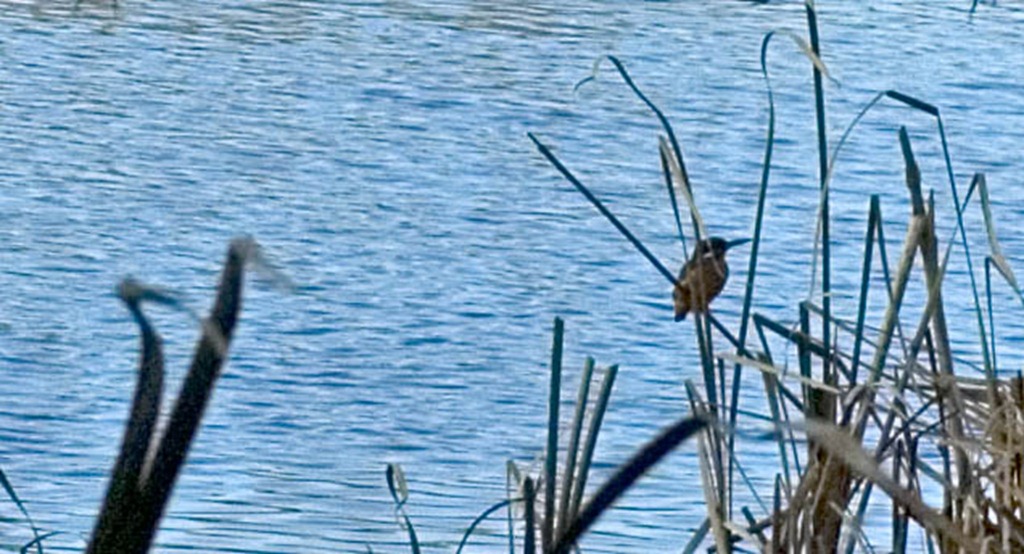 [KINGFISHER%2520C%255B4%255D.jpg]