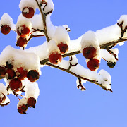 Winter Wonderland