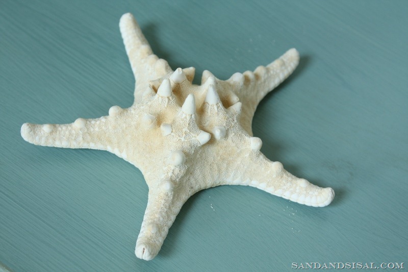 [chalk-Paint-starfish-800x5333.jpg]