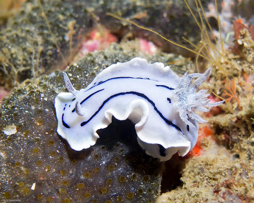 P7075092