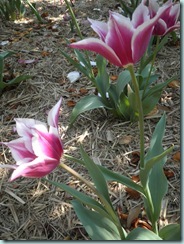 Dark pnk Tulip Dark pnk Tulip