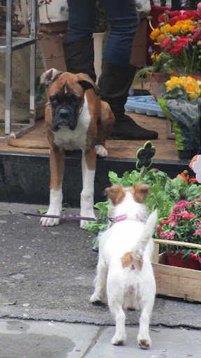 But I sensed a bit of shyness between them... maybe even an air of flirtation as they greeted one another! But I sensed a bit of shyness between them... maybe even an air of flirtation as they greeted one another!