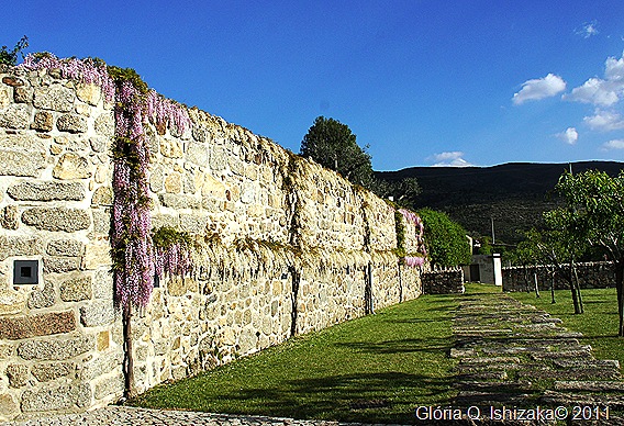 Linhares - inatel - muro com glicínias