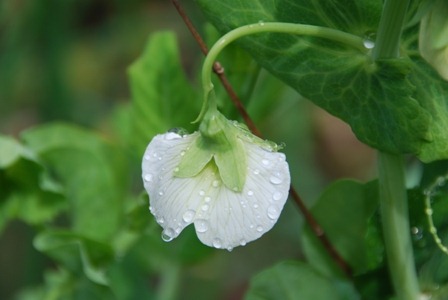 [flordaservilhasDSC_051219.jpg]