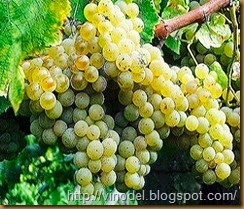 Сорт винограда Алиготе 1 Сорт винограда Алиготе 1
