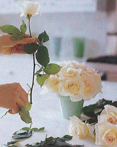 After cutting stems, remove any leaves or foliage that would otherwise sit under the water line in the vase. Leaves rot when submerged and will contribute to bacteria and algae in the container, which would shorten the life of the blooms. (The Best of Martha Stewart Living -- Arranging Flowers)