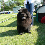 International Dog Show Łódź 2012