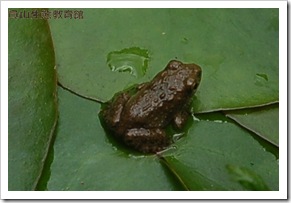小澤蛙 小澤蛙